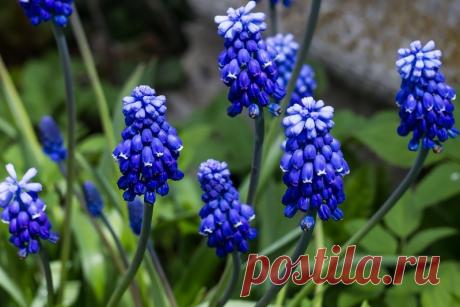 15 самых послушных многолетних насаждений для сада | 6 соток