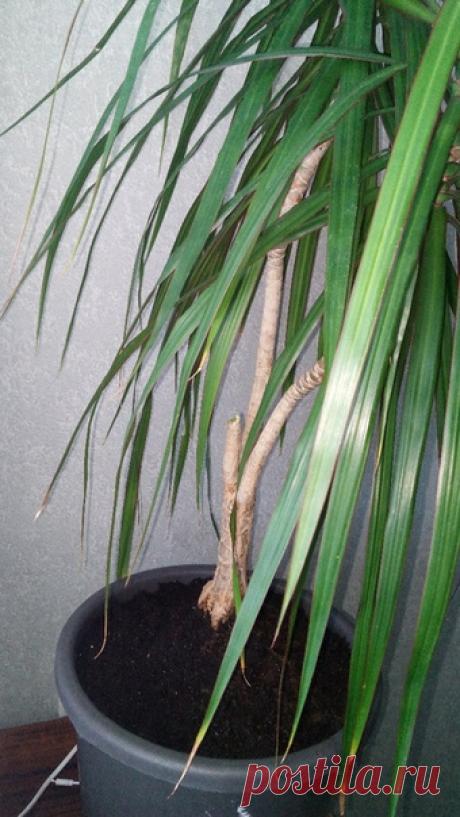 Прошу совета . Есть драцена ,взрослая ,лет 5 ей. Разрослась большая густая . Я ее перевалилаила в горшок на 2 пальца больше корневой немного отряхнув корни . Обрезала одну ветку ,чтоб растение было не таким густым. Срез замазала воском со свечки. ( Свечка зелёного цвета,не знаю можно ли было такой ,но другой не было) верхушку укоротила ,оторвала внизу листья и посадила в горшок . (Последнее фото) вопрос 1- стоит ли мне заглубить взрослое растение . Корни воздушные торчат .вопрос 2 -что делать…