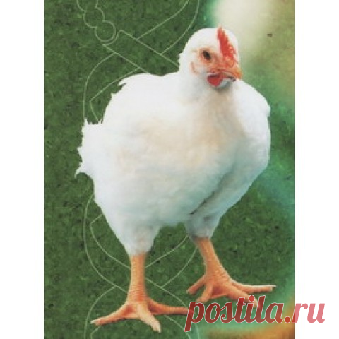 РЕКОМЕНДАЦИИ ПО КОРМЛЕНИЮ И ВЫРАЩИВАНИЮ БРОЙЛЕРОВ И НЕ ТОЛЬКО ОНИ ПРИЕМЛЕМЫ ДЛЯ ВСЕЙ ПТИЦЫ
Кормление бройлеров
Эта статья написана для тех, кто выращивает бройлеров дома. Всем известно, что самый эффективный интенсивный откорм комбикормами, но так как мы выращиваем бройлеров для себя и своей семьи в небольших количествах, то почему бы для этого не использовать свои домашние корма, пищевые отходы кухни. И так, кормление бройлеров в домашних условиях.
Бройлеры отличаются бол...