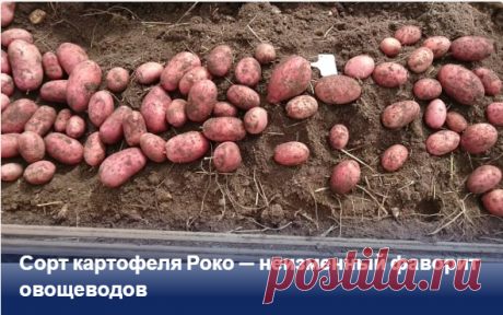 Сорт картофеля Роко — неизменный фаворит овощеводов
Голландские селекционеры вывели множество превосходных сортов картофеля, каждый из которых ценен и уникален по-своему. Сорта Роко отличаются от других не только своими превосходными характеристиками, но и тем, что у них мало недостатков.

Описание сорта картофеля Роко