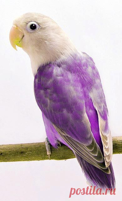 хх