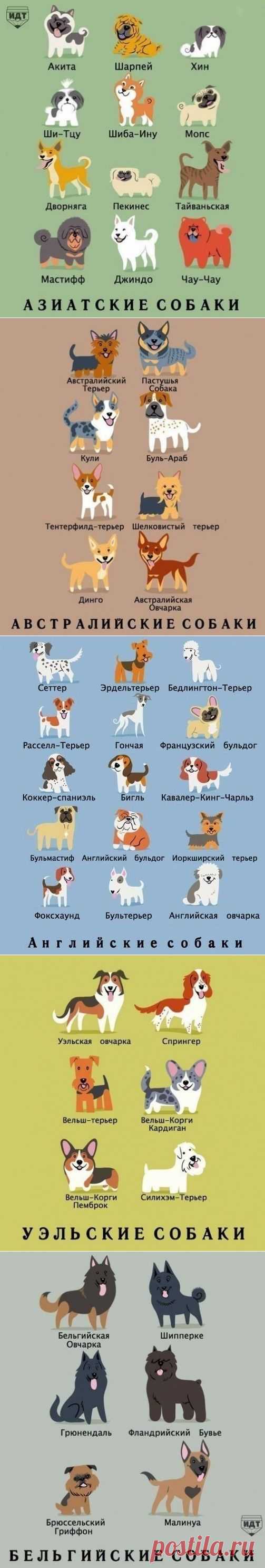 Запомните породы собак!