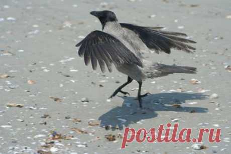 Animals - photos of animals, portraits of animals, animalism, animals of the Red Book, photos of dogs, photos of cats, photos of birds - Sight.Photo