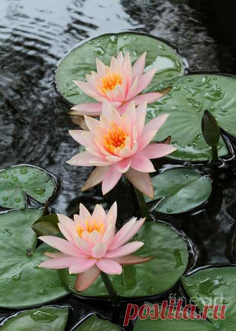 Water Lily Trio Photograph by Sabrina L Ryan