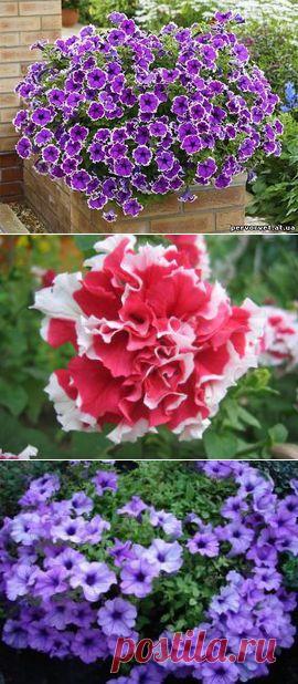 ПЕТУНИЯ, СУРФИНИЯ И КАЛИБРАХОА | Самоцветик