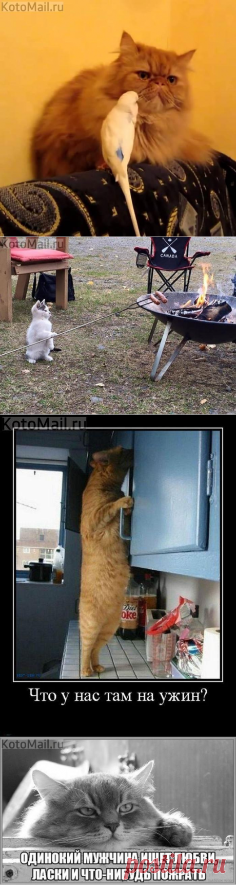 Скоротаем вечерок! | KotoMail.ru