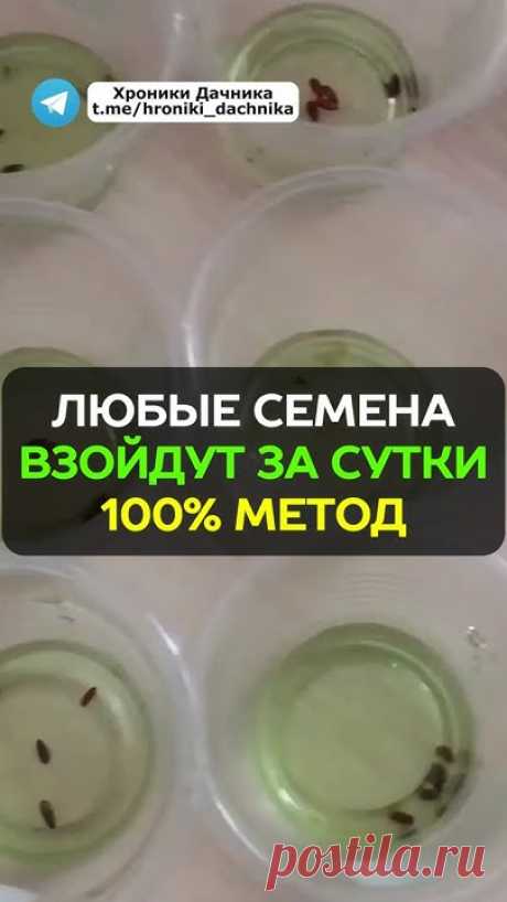 В этом ролике вы узнаете о простом способе, который поможет вам добиться высокой схожести семян и получить отличную рассаду. Мы поделимся эффективным методом...