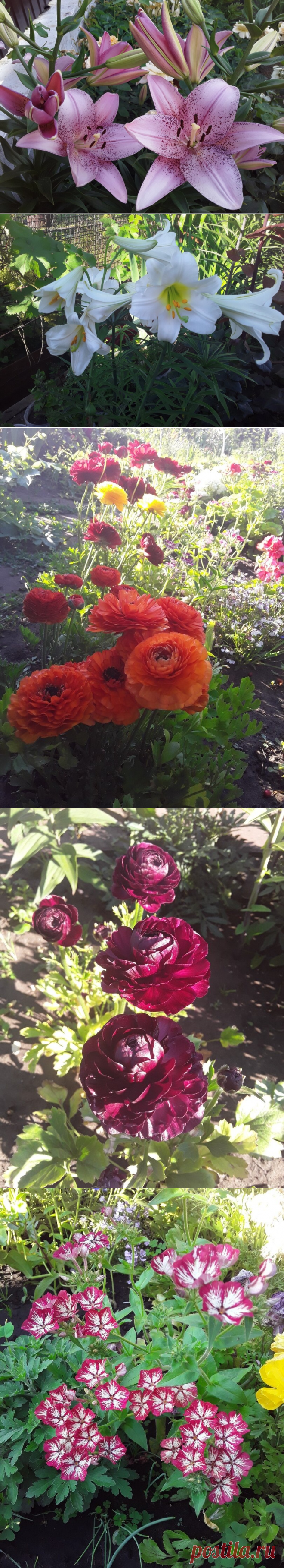 Сад непрерывного цветения: первая декада июля | Грабельки мои! | Яндекс Дзен