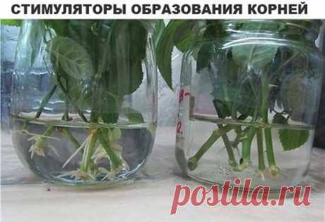 (13) Одноклассники