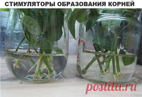(13) Одноклассники