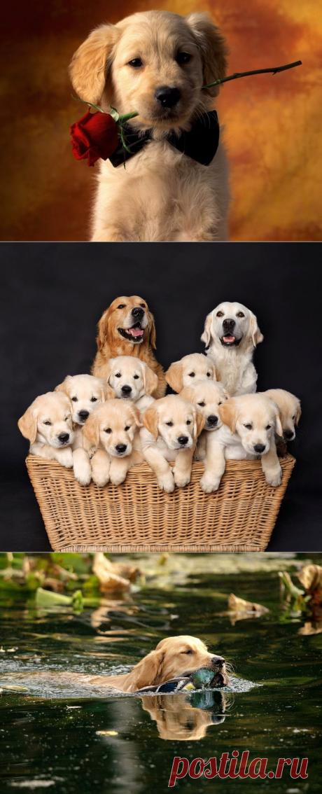 Золотистый ретривер