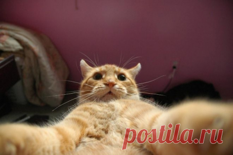 Селфи котов из социальных сетей