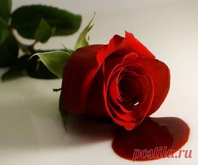 Приворот на месячную кровь (способы присушки, заговоры, последствия): что делать и как читать наговоры. Колдунья кто делает приворот месячными Колдунья кто делает приворот месячными. Приворот на менструальную кровь — как самостоятельно приворожить парня. Внимание, на месячные возможны последствия! Способы снятия приворота на месячную кровь.