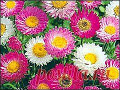 Красивые цветы, цветковые растения, уход за цветами: Сухоцветы - засу�?енный «кусочек лета»