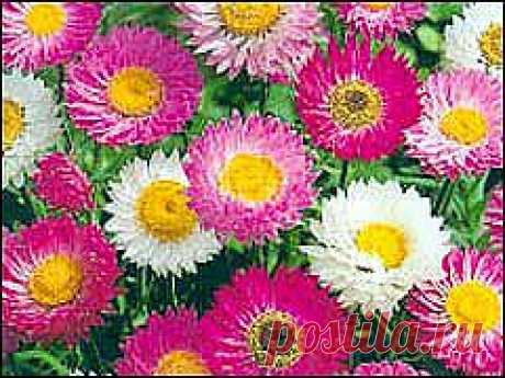 Красивые цветы, цветковые растения, уход за цветами: Сухоцветы - засу�?енный «кусочек лета»