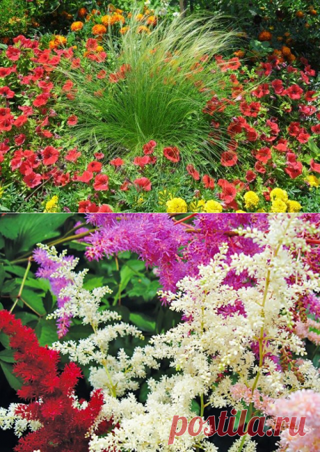Удачное соседство: как правильно сочетать цветы на клумбе