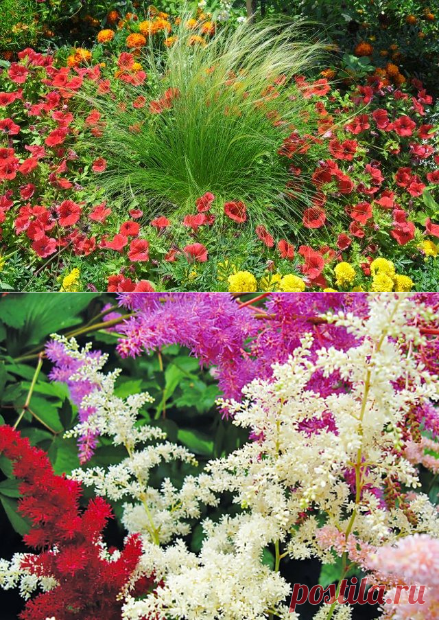 Удачное соседство: как правильно сочетать цветы на клумбе