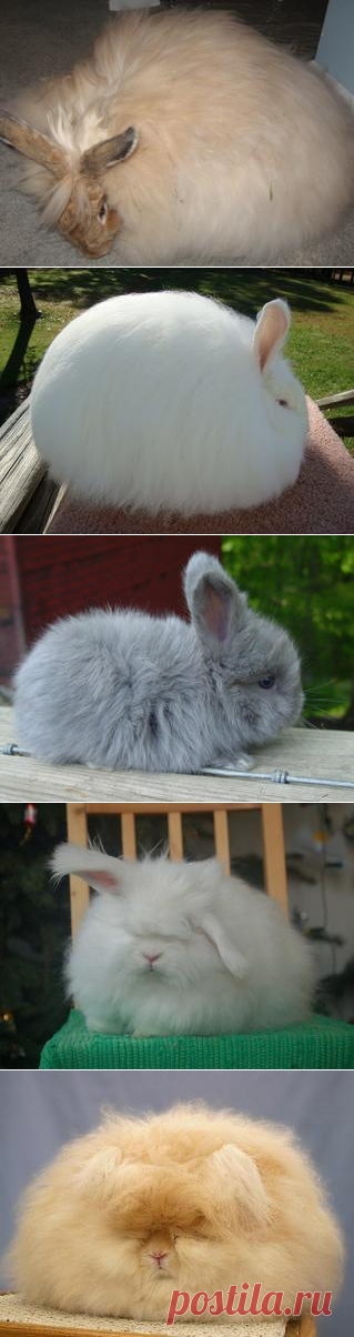 Смотреть изображения ангорских кроликов | Зооляндия