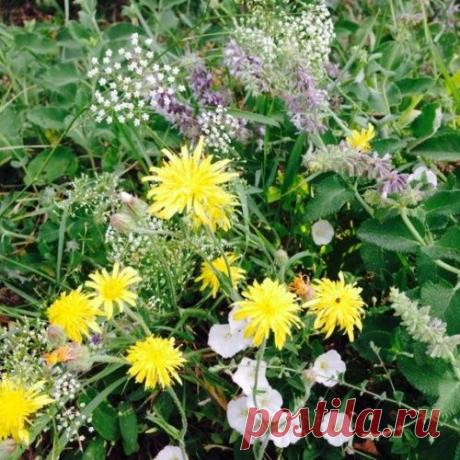 Путешествие в никуда или Как я станичницей стала...