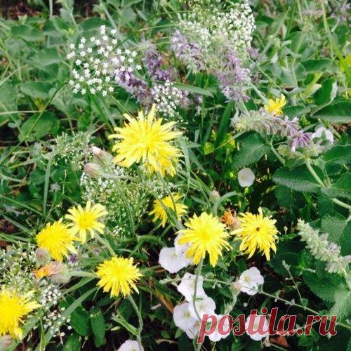 Путешествие в никуда или Как я станичницей стала...