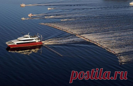 Массовый заезд на водных лыжах в Австралии. В нем приняли участие 145 человек, установив мировой рекорд.