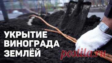 Укрытие кустов винограда на зиму землёй ❄️ | Давид Алверцян | Дзен
