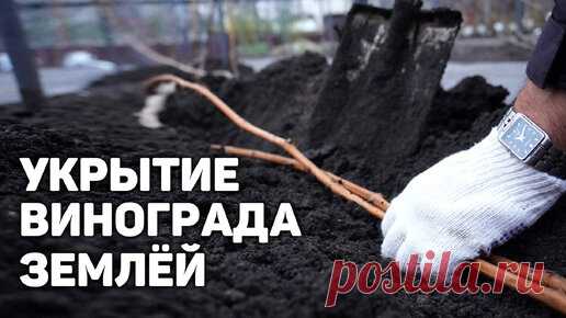 Укрытие кустов винограда на зиму землёй ❄️ | Давид Алверцян | Дзен