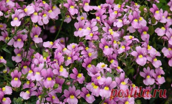 Немезия: особенности выращивания цветка из семян Все о травянистом кустарнике немезия: выращивание из семян, пересадка в открытый грунт и особенности ухода за растением.