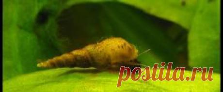 Другие обитатели - Part 2