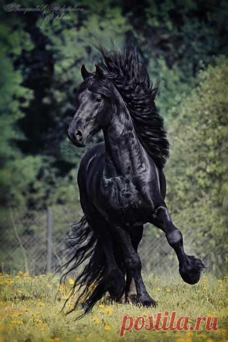 Мчатся кони вихрем в поле. В гривах песни вплетены.