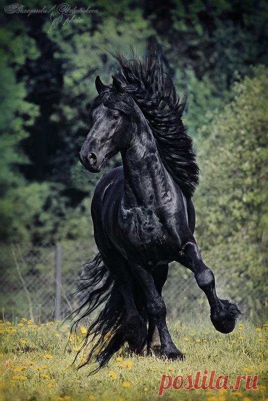 Мчатся кони вихрем в поле. В гривах песни вплетены.