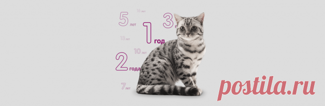 Сравнительный возраст кошки и человека - статьи на сайте Whiskas.ru