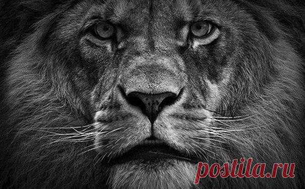 Если бросить палку собаке, она будет глядеть на эту палку. А если бросить палку льву, то он будет, не отрываясь, смотреть на кидающего. Это формальная фраза, которую говорили во время диспутов в древнем Китае, если собеседник начинал цепляться за слова и переставал видеть главное. / Занимательная реклама