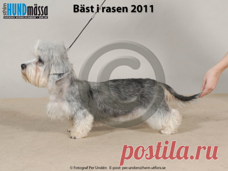 DANDIE DINMONT TERRIER Namn:FI UCH DANCHESTER'S EXCEEDED DREAMS  Ägare:VANDELL EMILIA & HELLESUO, FI-28330 PORI FINLAND Uppfödare:TUOMENOKSA HANNE, FI-00920 HELSINGFORS