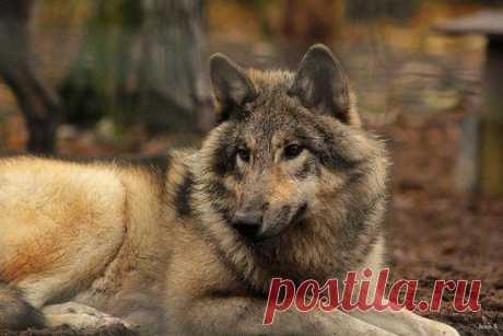 Раны затянутся.
Главное — о шрамах не вспоминать.