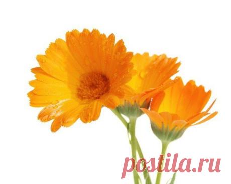 ЖЕНСОВЕТ: кулинария, дом, здоровье
5 самых женских трав