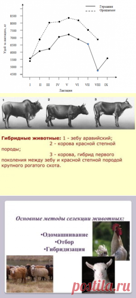 Сравнительные данные продуктивности животных разных селекций - БиоКорова