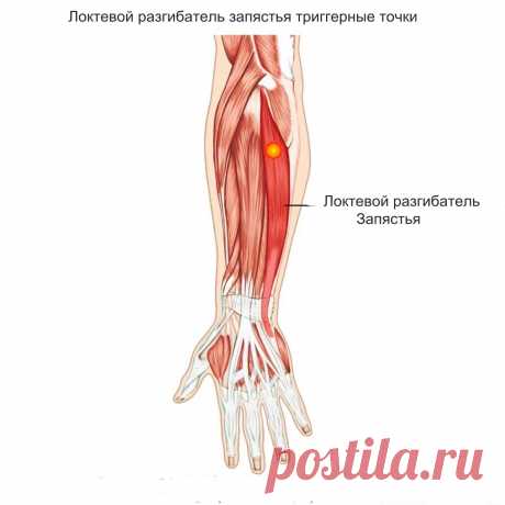 Локтевой разгибатель запястья. Самомассаж