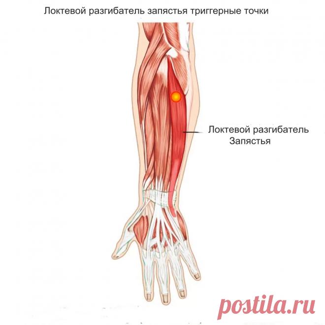 Локтевой разгибатель запястья. Самомассаж