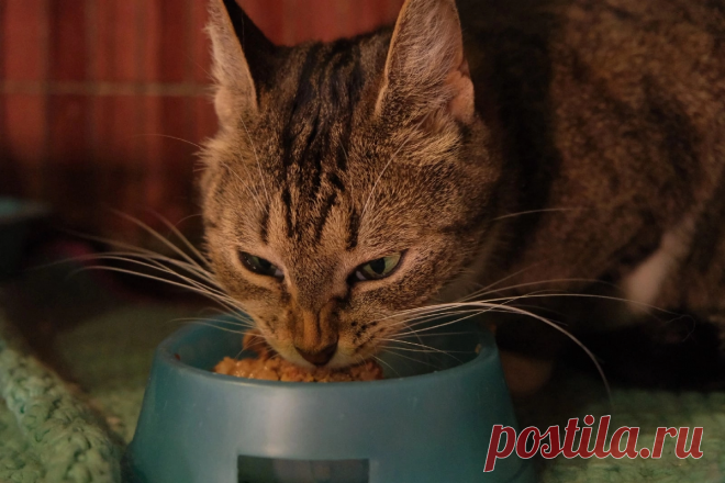 Рекомендации по правильному питанию для котиков | Центр помощи кошкам «Муркоша» | Дзен