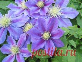 Как правильно посадить клематисы
Клематисы можно высаживать либо в начале лета (когда есть 100% гарантия...