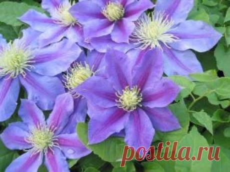 Как правильно посадить клематисы
Клематисы можно высаживать либо в начале лета (когда есть 100% гарантия...