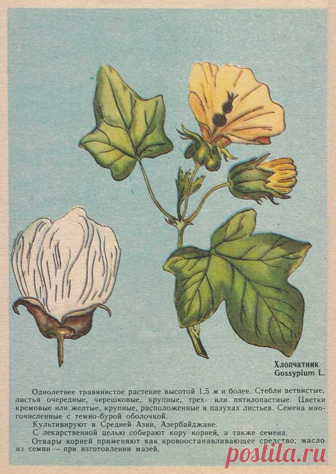 Хлопчатник