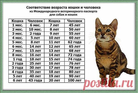 Народные поверья, связанные с котами
✓ Если кошка сама приходит в дом, это значит, что она приносит счастье и отводит беду;
✓ Мужчина, любящий кошек, будет всегда любить свою жену;
✓ Кошка ложится на вас или «месит» лапами — в том месте возможна болезнь и она ее лечит как может;
✓ Кошка моется — гостей намывает (зазывает);
✓ Если кошка на человека тянется — обнову или выгоду сулит;
✓ Кошка считается хранительницей достатка;
✓ Когда кот чихает, ему надо говорить: «Будь здоров!», тогда зубы болет