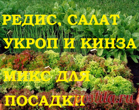 Посадка редиса, салата, укропа и кориандра( кинзы) на ленте из туалетной бумаги! — 6 соток