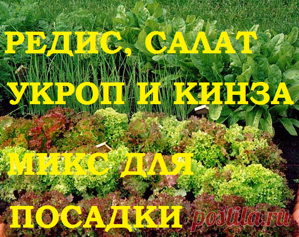 Посадка редиса, салата, укропа и кориандра( кинзы) на ленте из туалетной бумаги! — 6 соток
