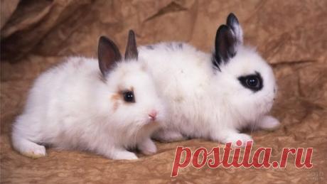 Декоративные кролики (39 фото)