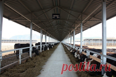 На Сахалине впервые построили площадку для содержания мясного скота под открытым небом В целях наращивания производства мяса одно из крупнейших сельхозпредприятий Сахалинской области — АО «Совхоз Южно-Сахалинский» — реализует проект
