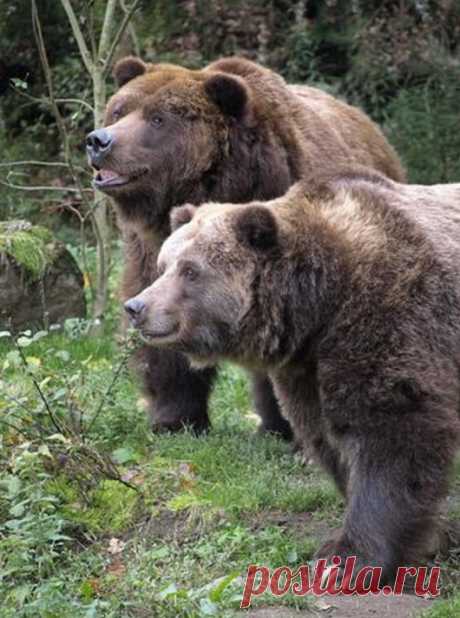 Мишка косолапый / cute bear – Google+