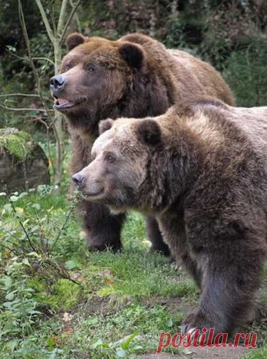 Мишка косолапый / cute bear – Google+